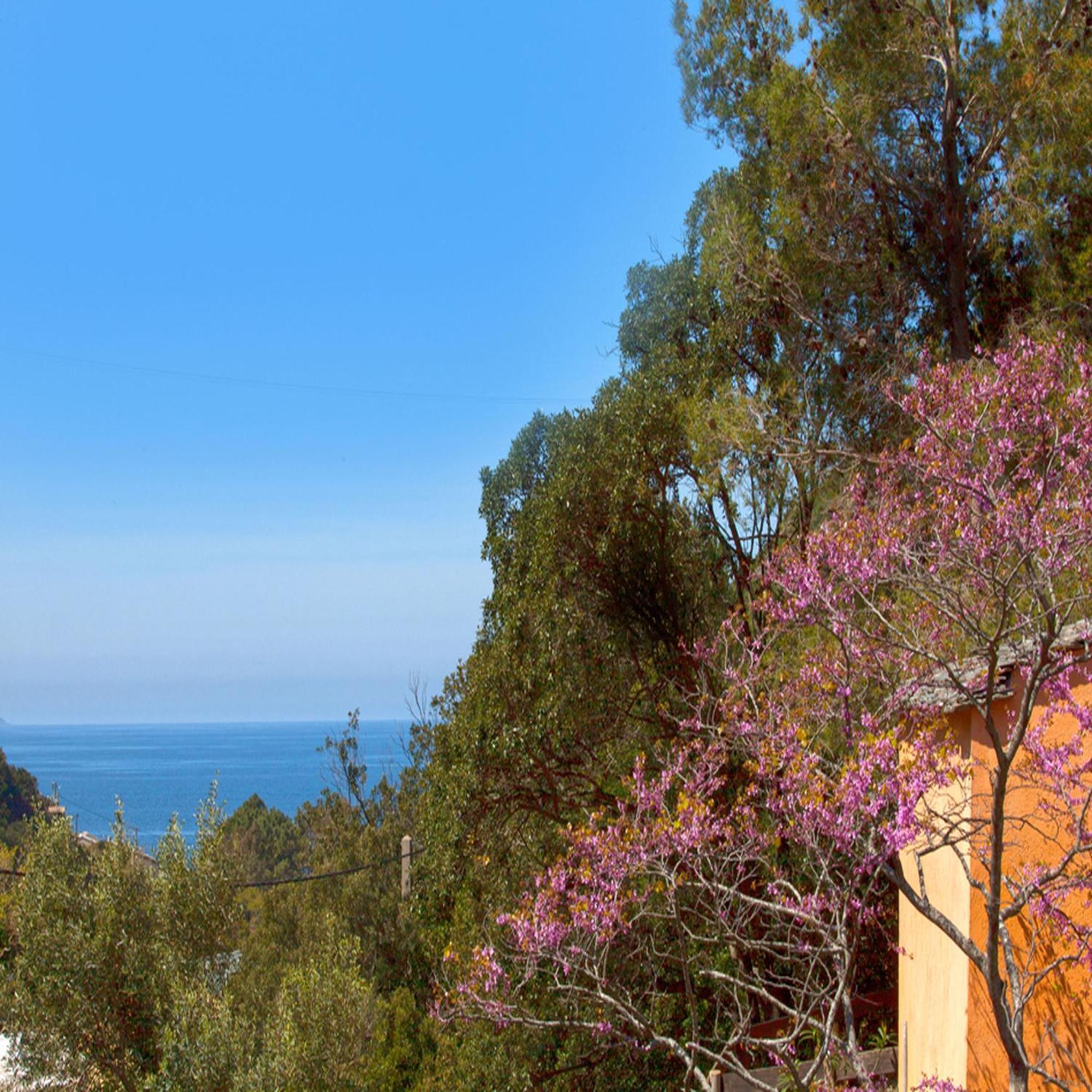 Les Gites Du Cap Corse Nonza Værelse billede