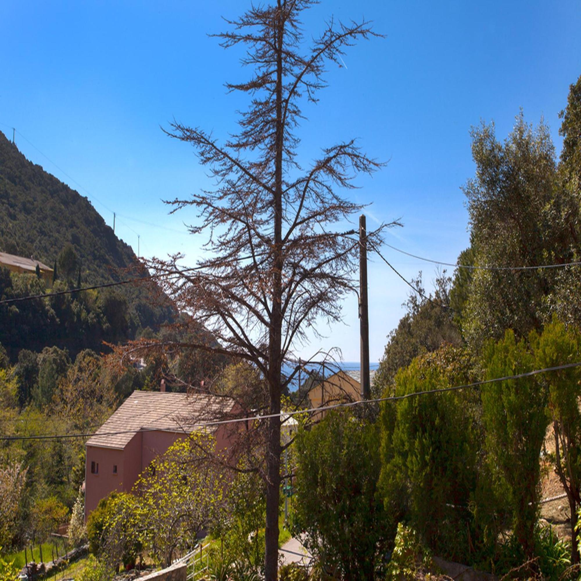 Les Gites Du Cap Corse Nonza Værelse billede